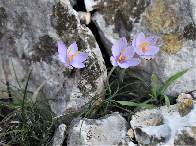 Crocus cambessedesii